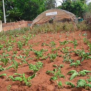 Green House Model Units