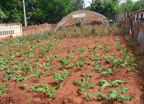 Green House Model Units